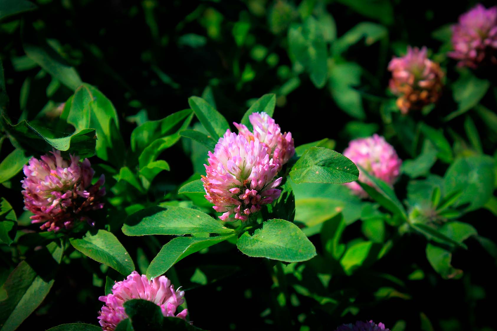 Does red clover have side-effects?