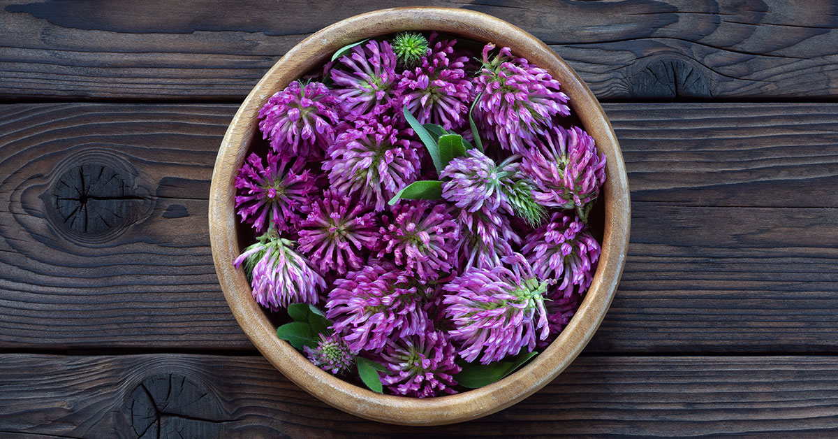 Red clover is not “just” red clover. How easily can your body absorb your menopause treatment product?